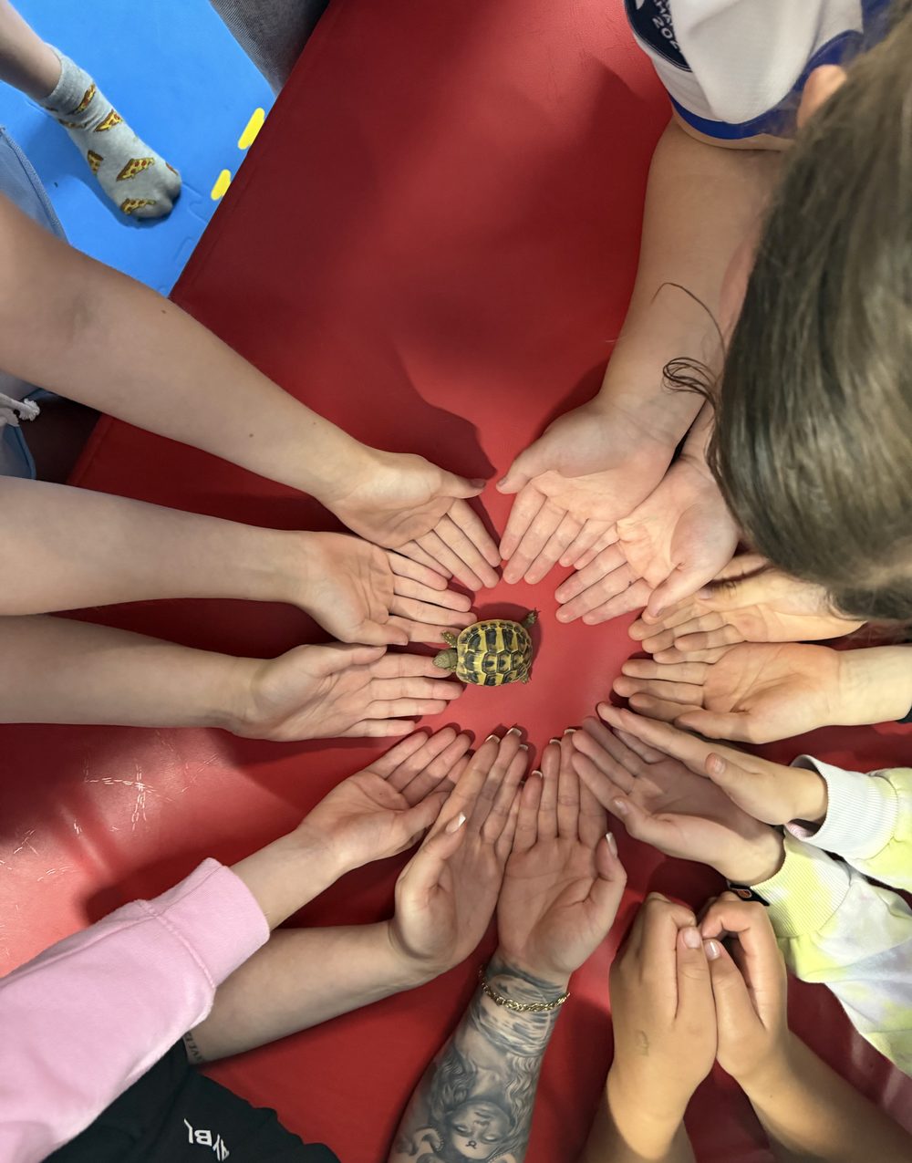 Everyone’s hands together around a tortoise