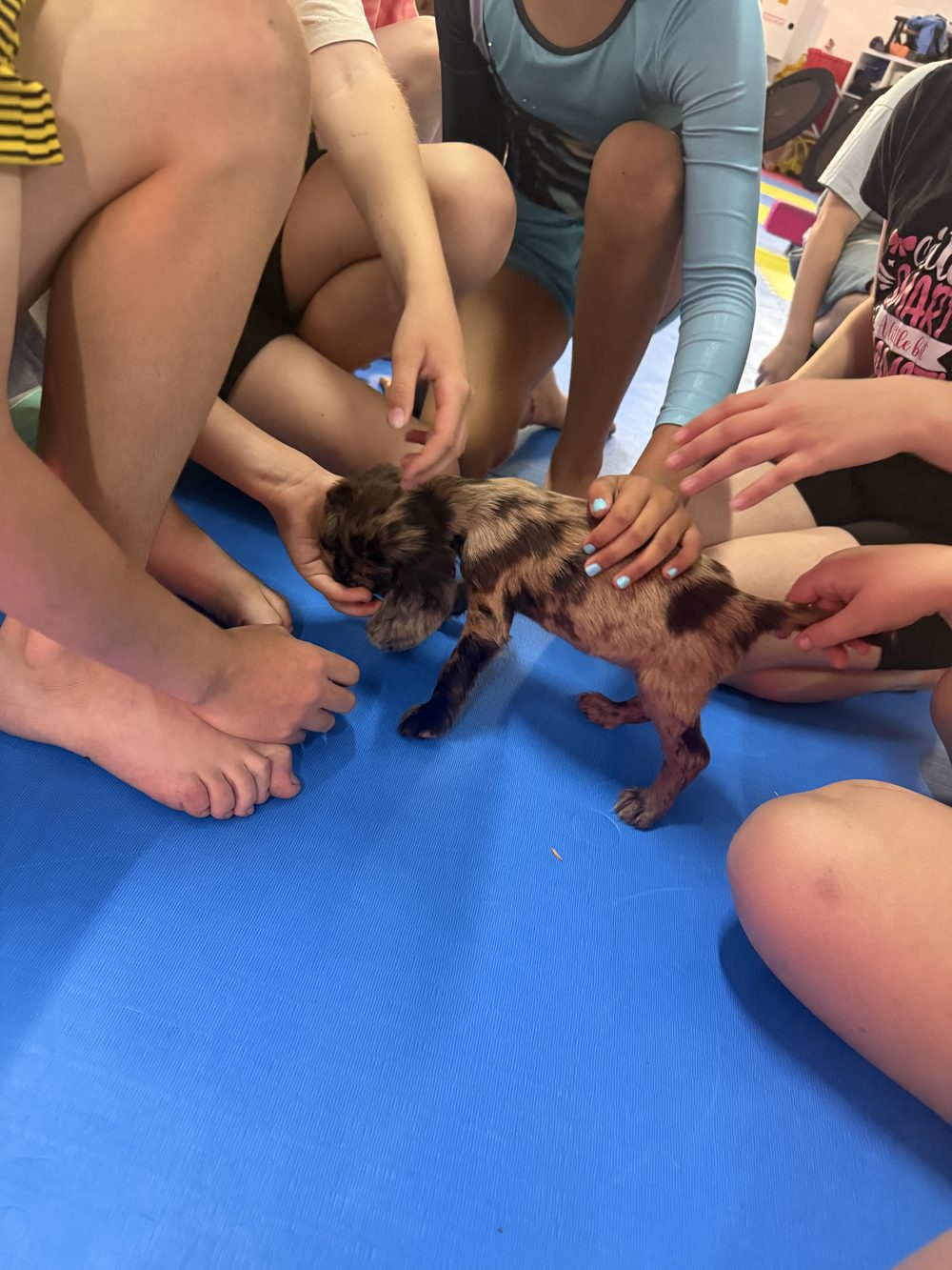 Gymnasts meeting a puppy in the gym